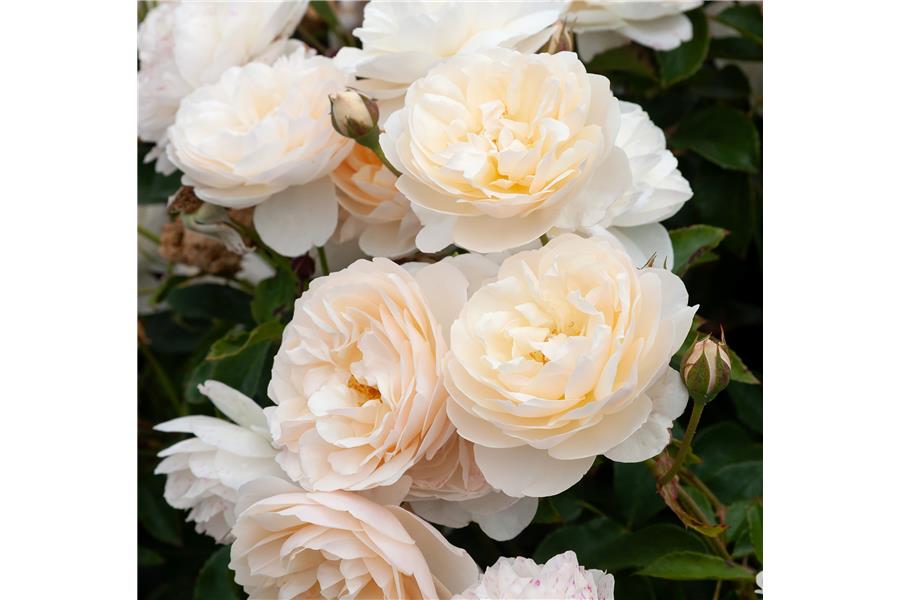 DAVID AUSTIN/ENGLISH